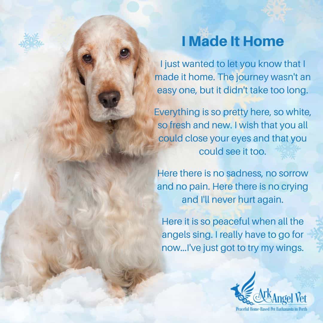 Pet Euthanasia At Home Perth • Ark Angel Vet