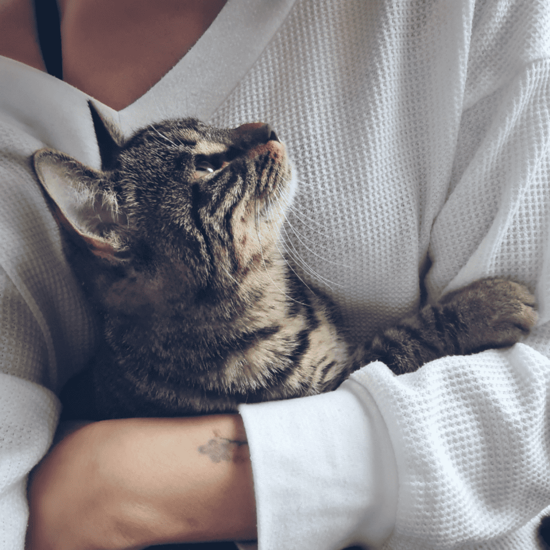 At Home Pet Euthanasia Perth Mobile Vet Service
