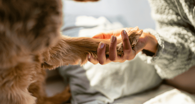 dog euthanasia at home perth