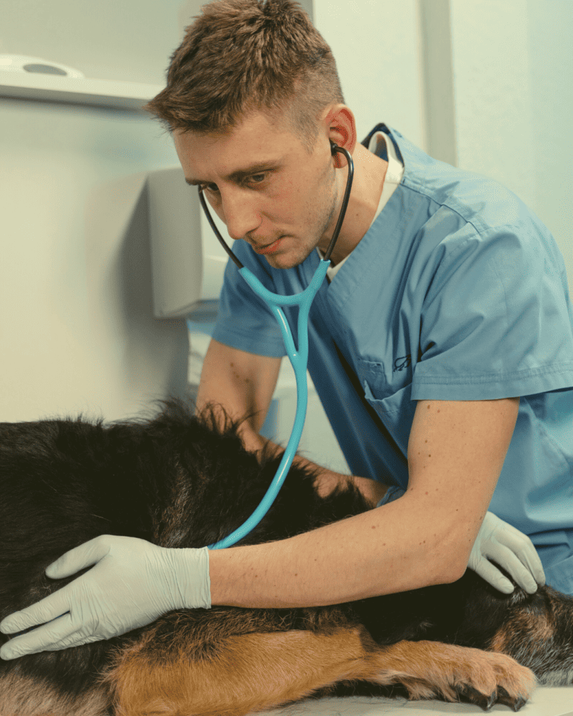 Helping You Understand The Changes In Your Pet’s Quality Of Life • Ark