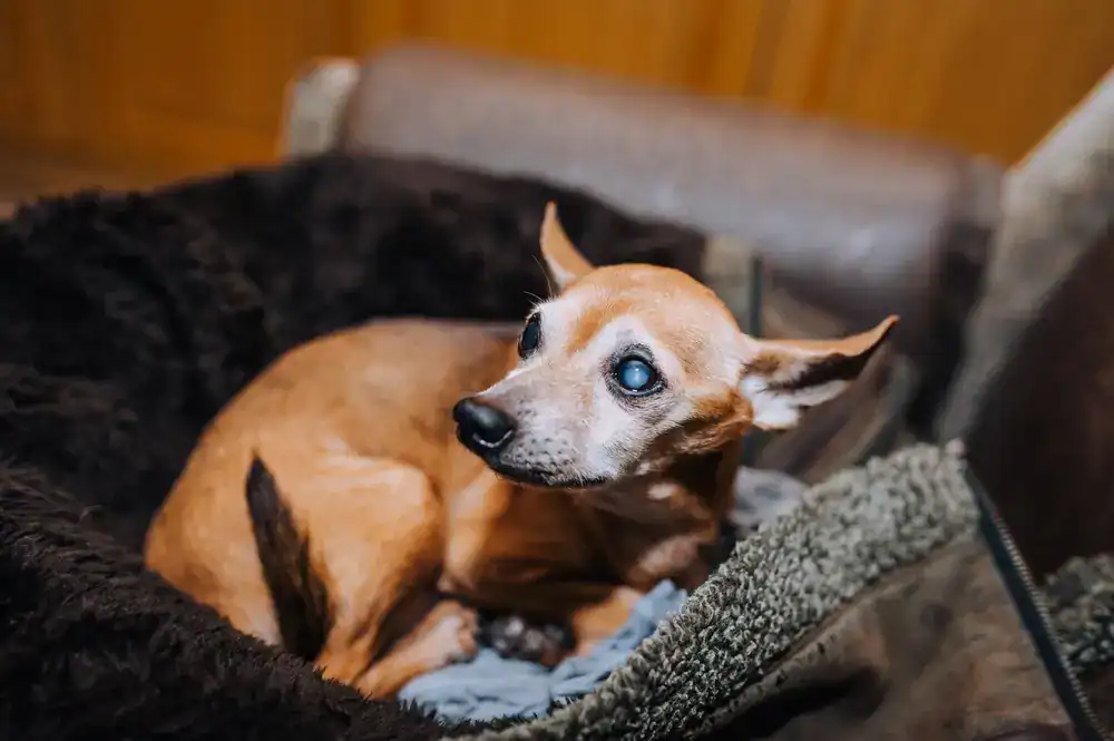 A chihuahua with cataracts lies on a jacket in an armchair