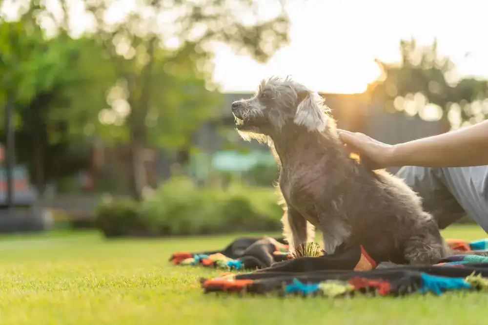 Older Dog Enjoying the Sunshine