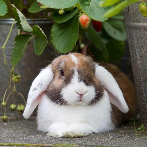 Dutch,Mini-lop,Rabbit,Between,Strawberries,In,A,Garden