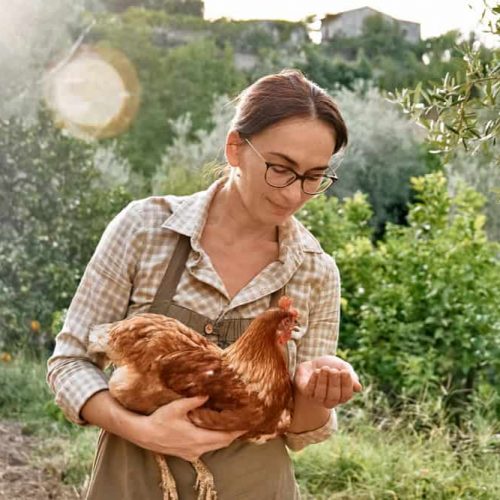 Woman,Feeding,Hens,From,Hand,In,The,Farm.,Free-grazing,Domestic